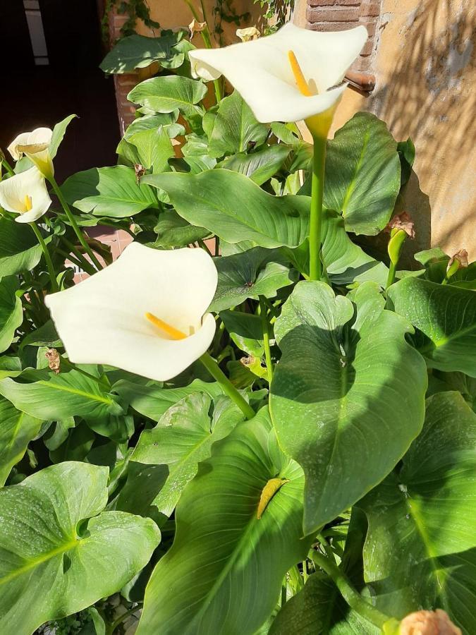 Il Giardino Sul Corso Leilighet Scafati Eksteriør bilde